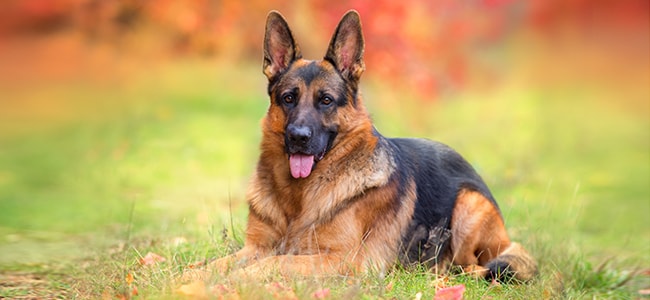 Animal and Dog Law