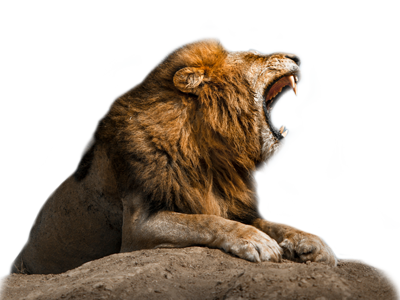 lion roaring