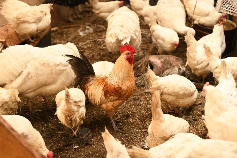 U.S. DOJ Sues California Over Egg Prices