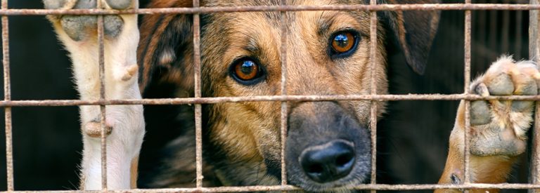 ¿Cómo se Castiga el Maltrato y la Crueldad Animal en México? ¿Cómo se Castiga el Maltrato y la Crueldad Animal en México?